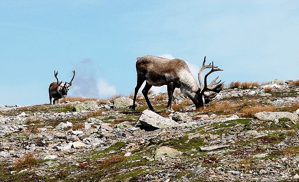 New report: Intact Habitat Landscapes and Woodland Caribou on the Island of&nbsp;Newfoundland