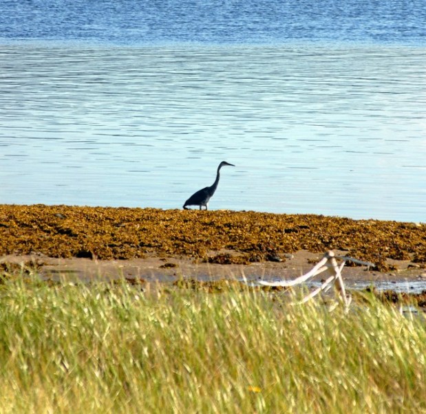 Ducks Unlimited Seeks Conservation Project&nbsp;Ideas