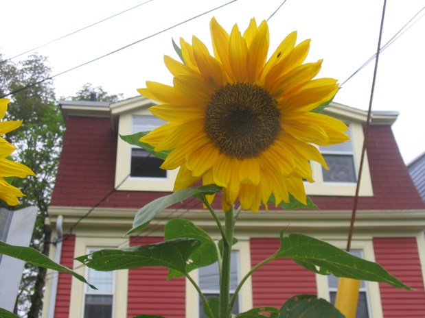 Designing Lead Safe Yards and Vegetable&nbsp;Gardens